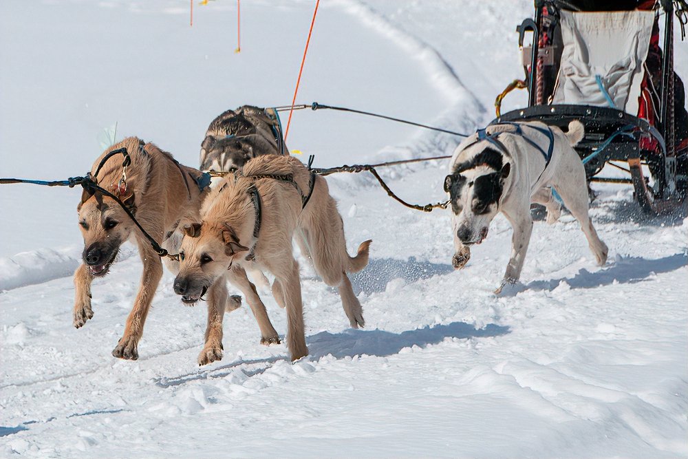 SusanGuy18's tweet photo. A photo I took of the Dog sled races last weekend at Stoco Lake Lodge in Tweed Ontario https://t.co/RXx5SczJSd