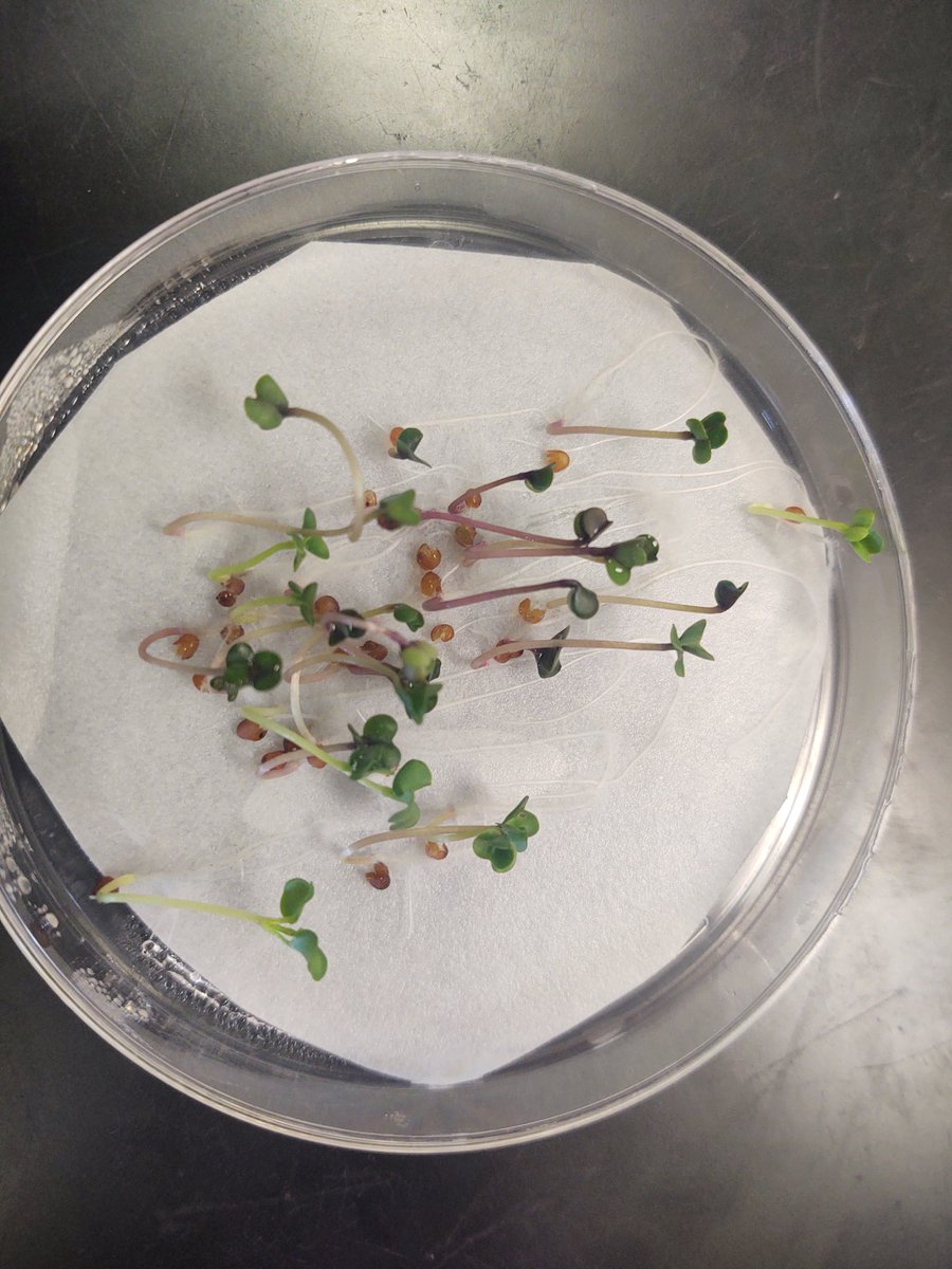 LPatchBHS's tweet photo. Wrapping up Dihybrid Seed Lab in Genetics on St.Pattys Day ☘️ #tcsyes #inmyclassroom https://t.co/uIlLg65lKT