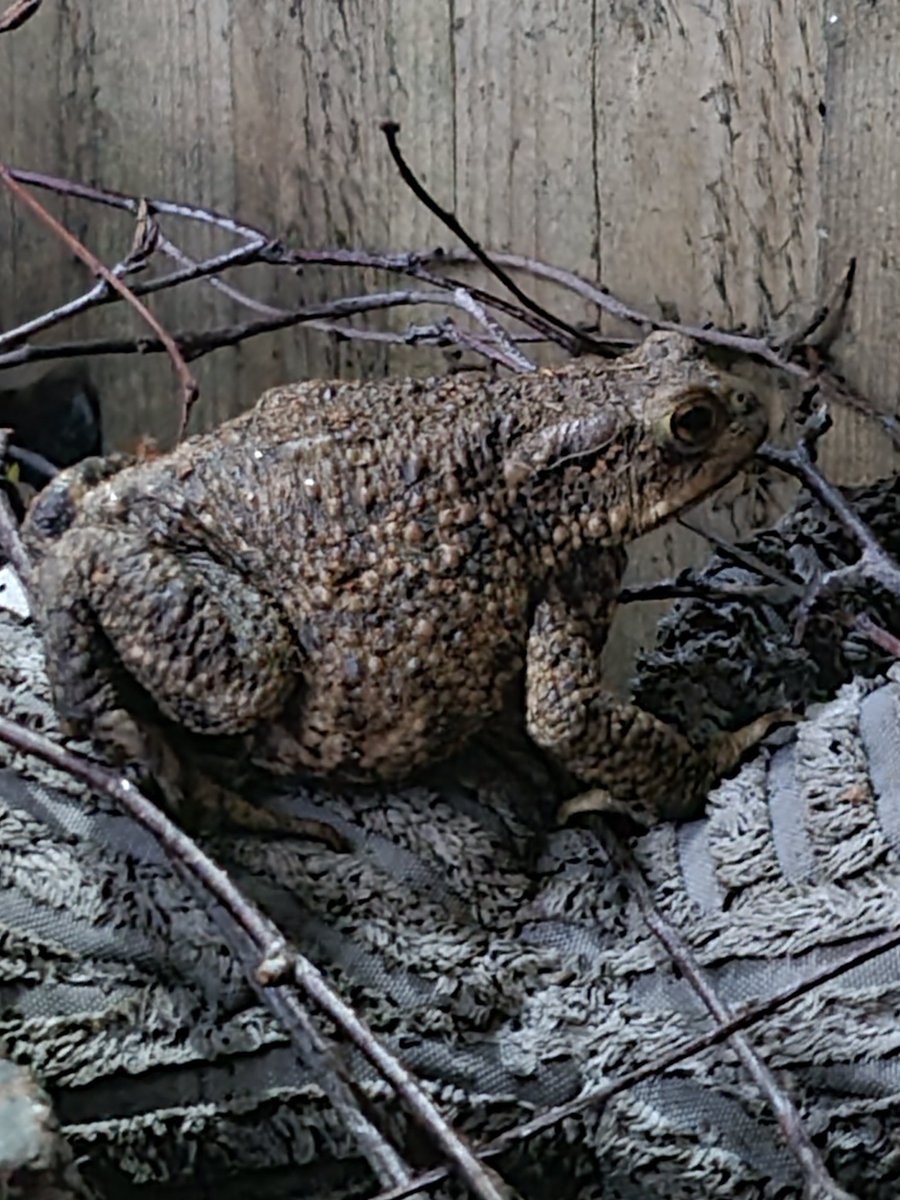 💖😍🪻Selina🪻😍💖 (@selina_twisted) on Twitter photo 