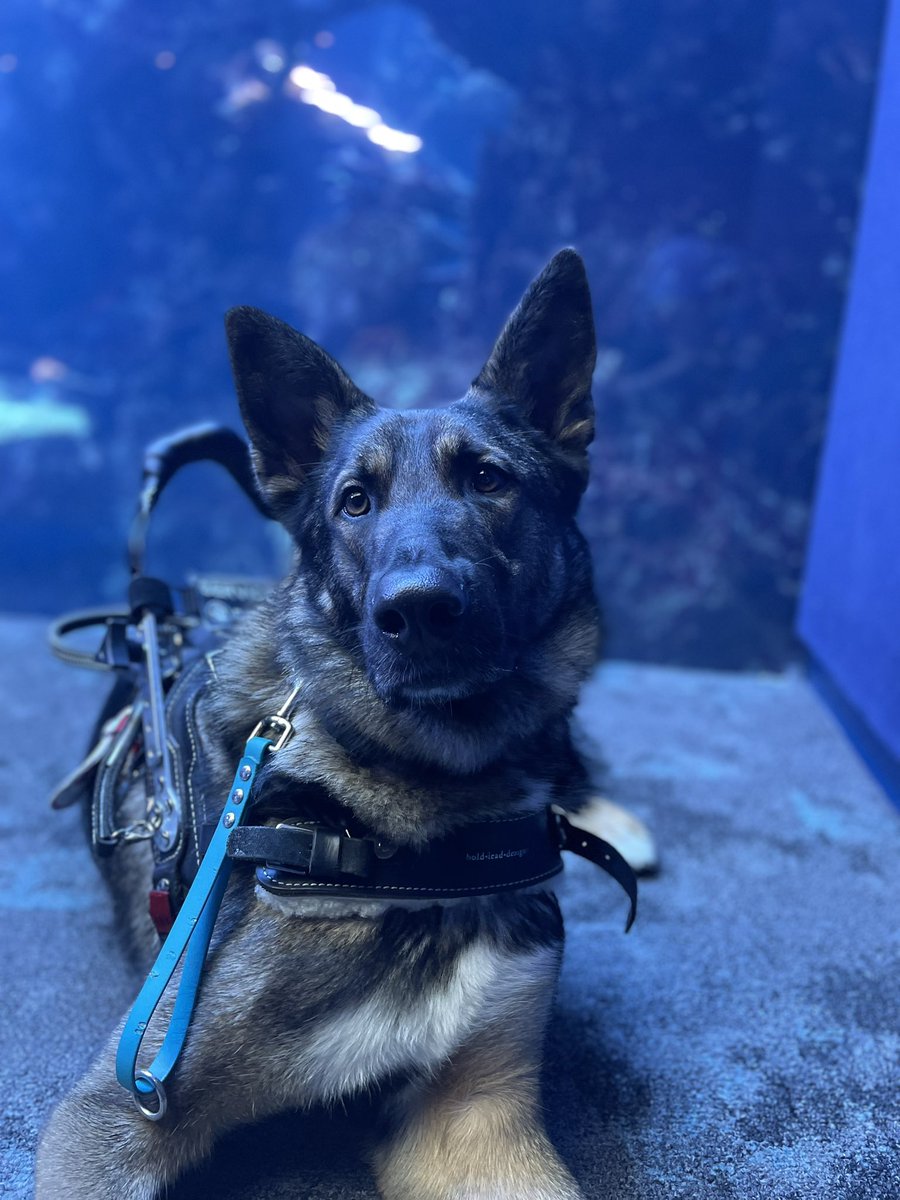 Service_Dog_Seb's tweet photo. We had a great time at the Georgia Aquarium today with no access issues! Thank you @GeorgiaAquarium ! https://t.co/nQ7TRK2UXu