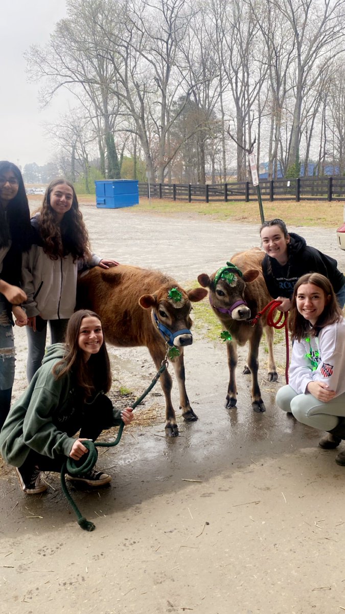 DHSVetScience's tweet photo. Happy St Patrick’s Day from Denmark FFA!! #StPatricksDay2023 #FFA #jerseycows https://t.co/zSZGY5NQF6