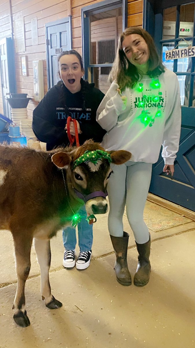DHSVetScience's tweet photo. Happy St Patrick’s Day from Denmark FFA!! #StPatricksDay2023 #FFA #jerseycows https://t.co/zSZGY5NQF6