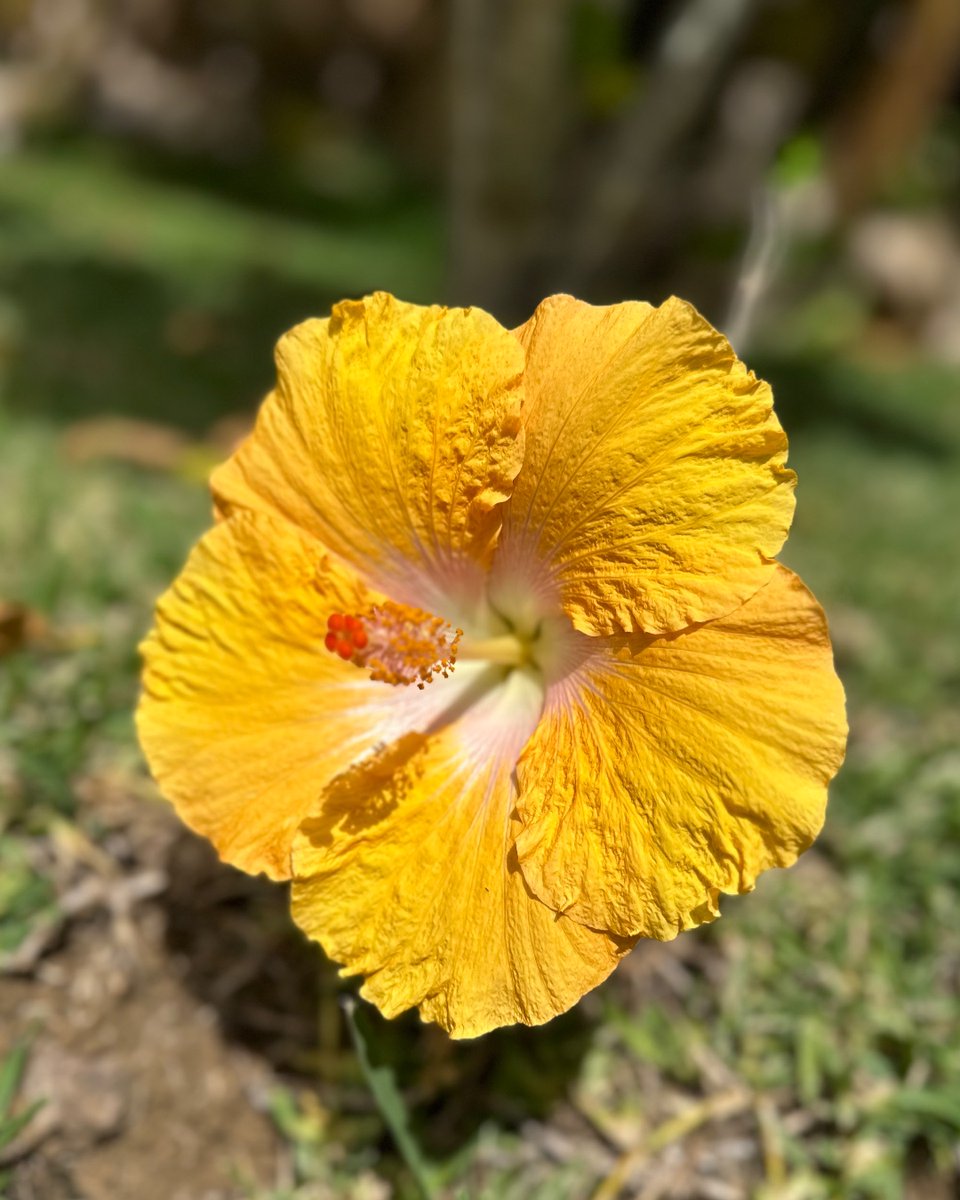 🌺 Happy #AlohaFriday from Kailua-Kona.