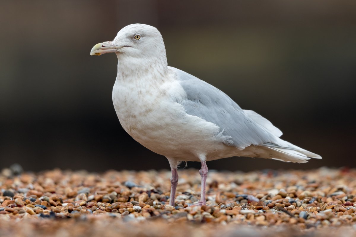MartinCollins9's tweet photo. I finally caught up with the Glaucous Gull at Shakespeare Beach this afternoon which showed to ridiculously close distances.  Also a Turnstone when the sun came out and my first Wheatear of the year. https://t.co/CqU9cKZm4E