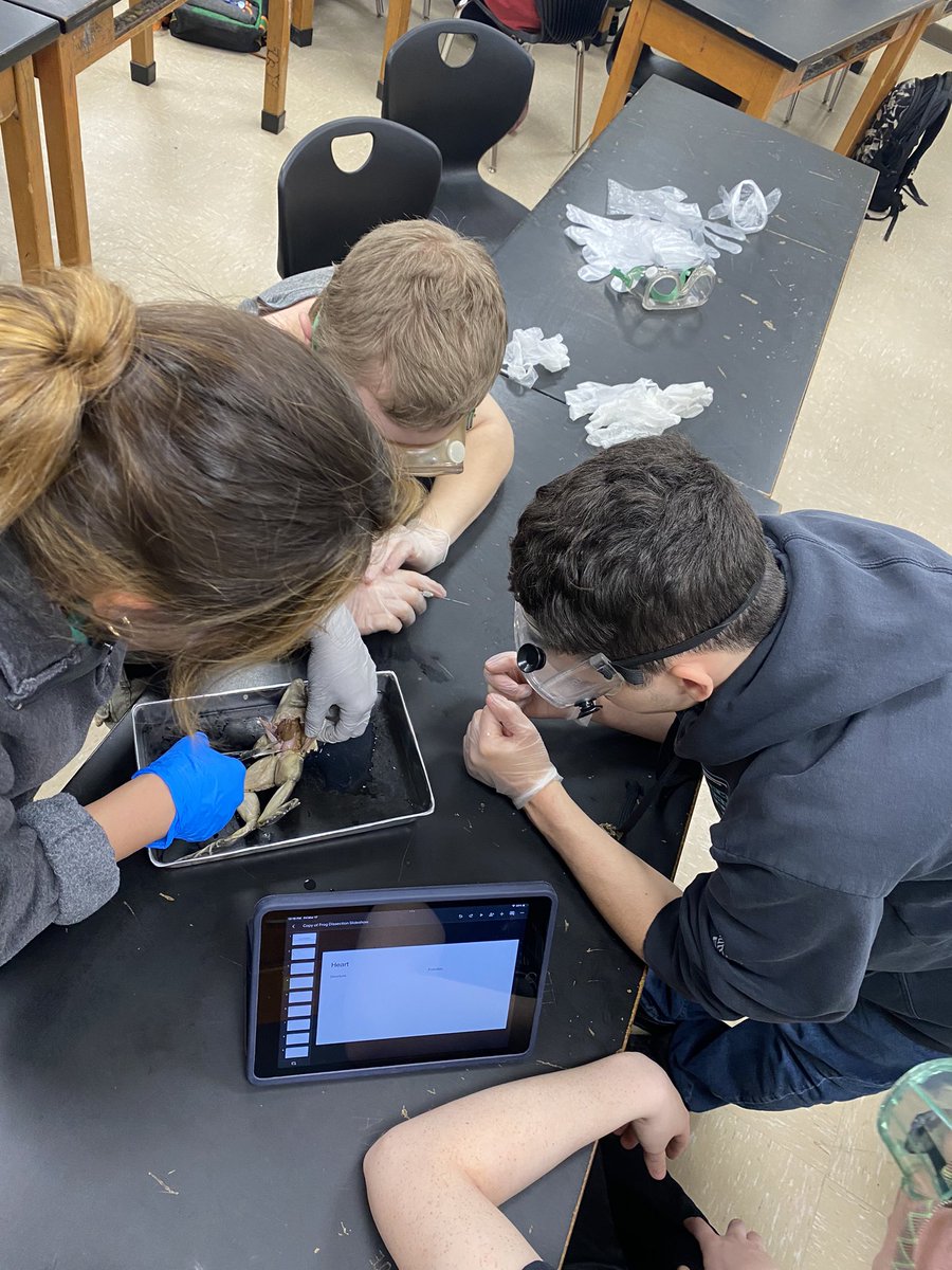 HavelockHigh's tweet photo. Things are froggy this St. Patrick’s Day at HHS! Hands on learning is many things … engaging is at the top of the list! 🐏🖤🤍 #RamsRising https://t.co/kSjmDM1Slr