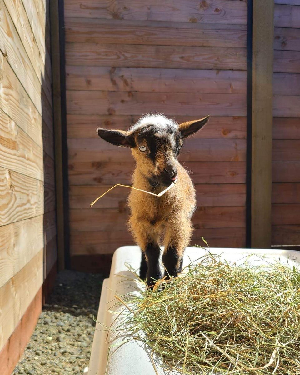 WildlifeSafari's tweet photo. Our miniature goat may be small, but her glow up is mighty! 🐐 From adorable kid to curious adult, she is always up for some fun. #WildlifeSafari #AnimalGlowUp #MiniGoats https://t.co/K64NXjSpfy
