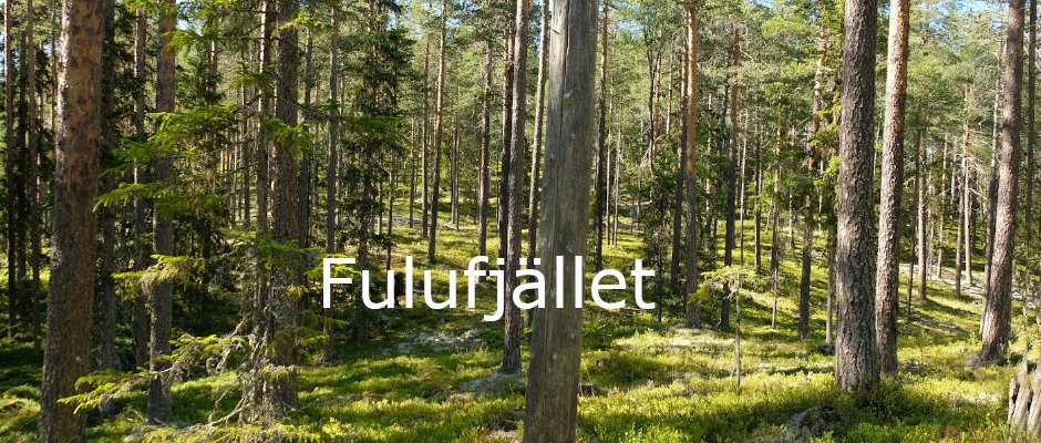 draussenzeit's tweet photo. Im schwedisch-norwegischen Nationalpark Fulufjället kann man sich ungehindert in die Büsche schlagen und für Tage vom Radar zu verschwinden. Doch wer nicht aufpasst, verliert in der Wildnis schnell jedes Gefühl für Raum und Zeit. Das kann böse enden. 👉https://t.co/xesQH7p4oS https://t.co/tZ5IV0pu8h