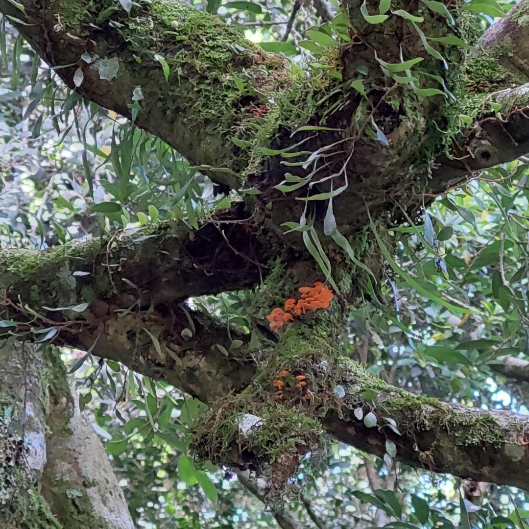 Although the sun came out in time for the Saturday Platinum Boot walks, rain earlier gave a crop of fungi. Photos by Katie Lee and Libby Andersen.

#bushwalking #hiking #camping #lamingtonnationalpark #queensland #australia #fungi #mushroom