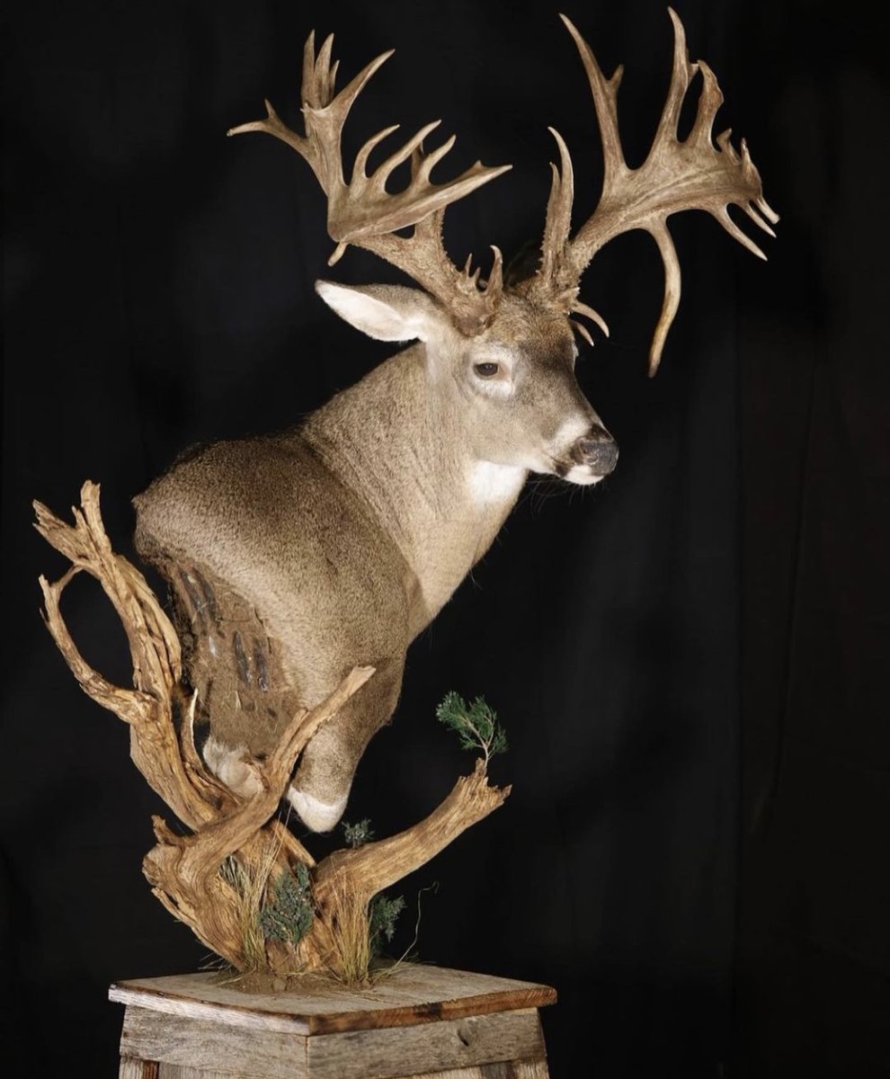 SPORTSMANchnl's tweet photo. Remember that incredible buck shot by Josh Heuser @heuserjosh? Well, here is the mount that was done.
What do you think?
#ITSINOURBLOOD #hunting #deer #deerhunting #taxidermy #mount #shouldermount #deermount #whitetail https://t.co/PMYnG7Yi5J