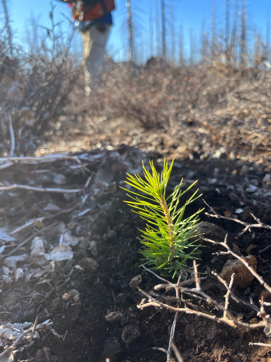 DyerDialogue's tweet image. Check out @AmericanForests #CAConeCorps unloading seedlings  into tree coolers last week w/ @SequoiaForest! Proper storage slows growth &amp;amp; ensures roots stay viable before planting sites are ready. Soon these🌳s will help establish a new forest in #CastleFire &amp;amp; #WindyFire scars!