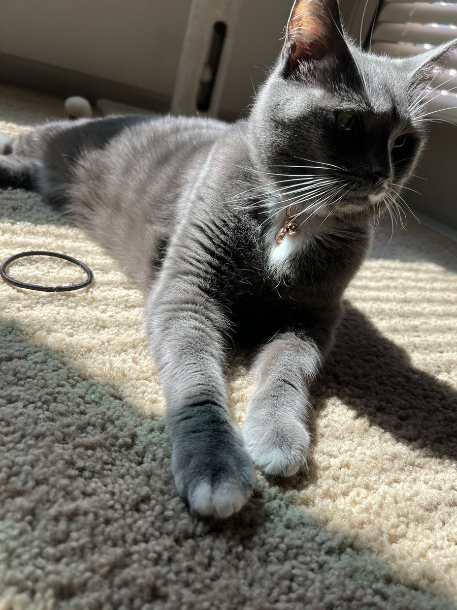 awooga24's tweet photo. @DontShowYourCat https://t.co/JOGdtHlnsi