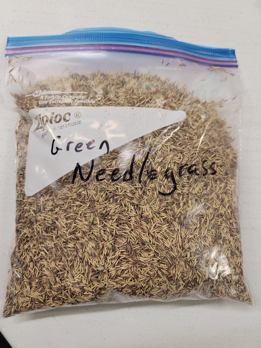 SODCAPInc's tweet photo. Learning about the technical aspects of seeding native grass and  funding available  for ranchers at Ranching for Success in Shaunavon this afternoon https://t.co/490NfMczch
