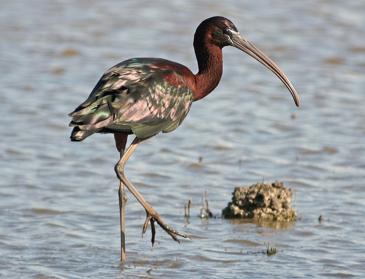 @lynxedicions Glossy ibis (Plegadis falcinellus). Doñana, Spain. March 2016