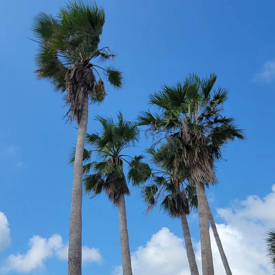drager_ann's tweet photo. Beautiful Day 🌴☀️ Florida Life 🧡 https://t.co/656mQlcfGV