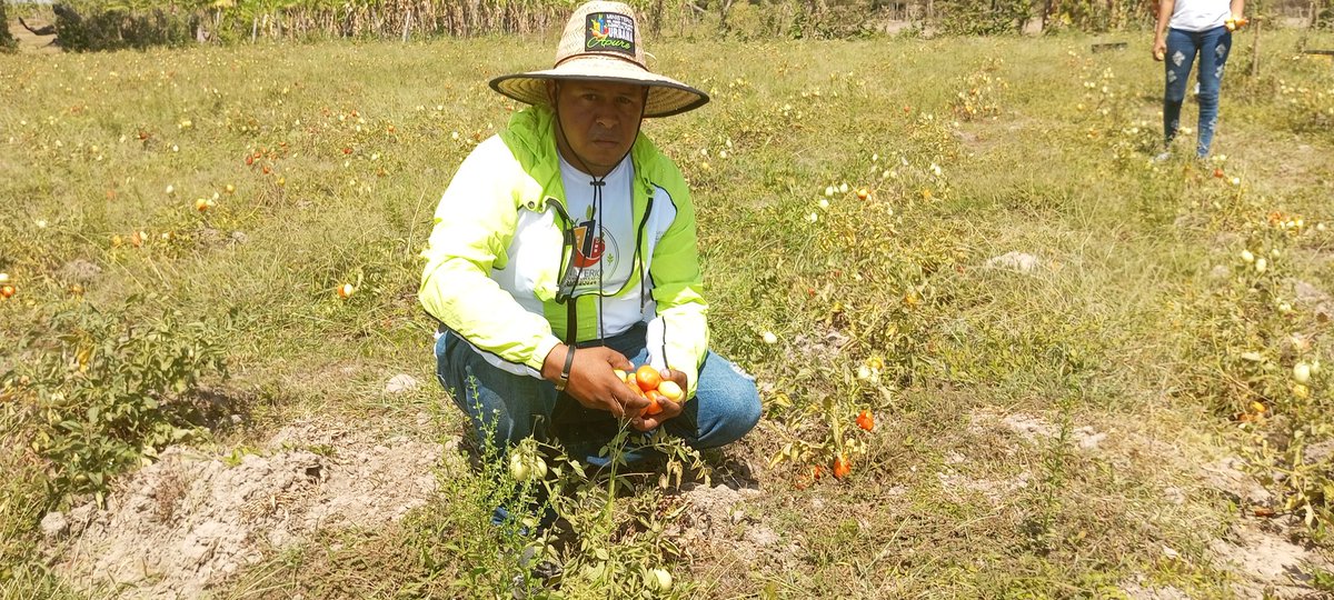 #17Marzo
Técnicos de Minppau Apure cosecharon 6 mil kilos de Tomate en el Municipio Pedro Camejo en compañía del Director General de la Fundación Ciara @Davidgomez_rev 

@greybp1
@ciara_minppau 
@MinagrourbanaV 
@eduardopiate2 
@Prensa_ApureGob