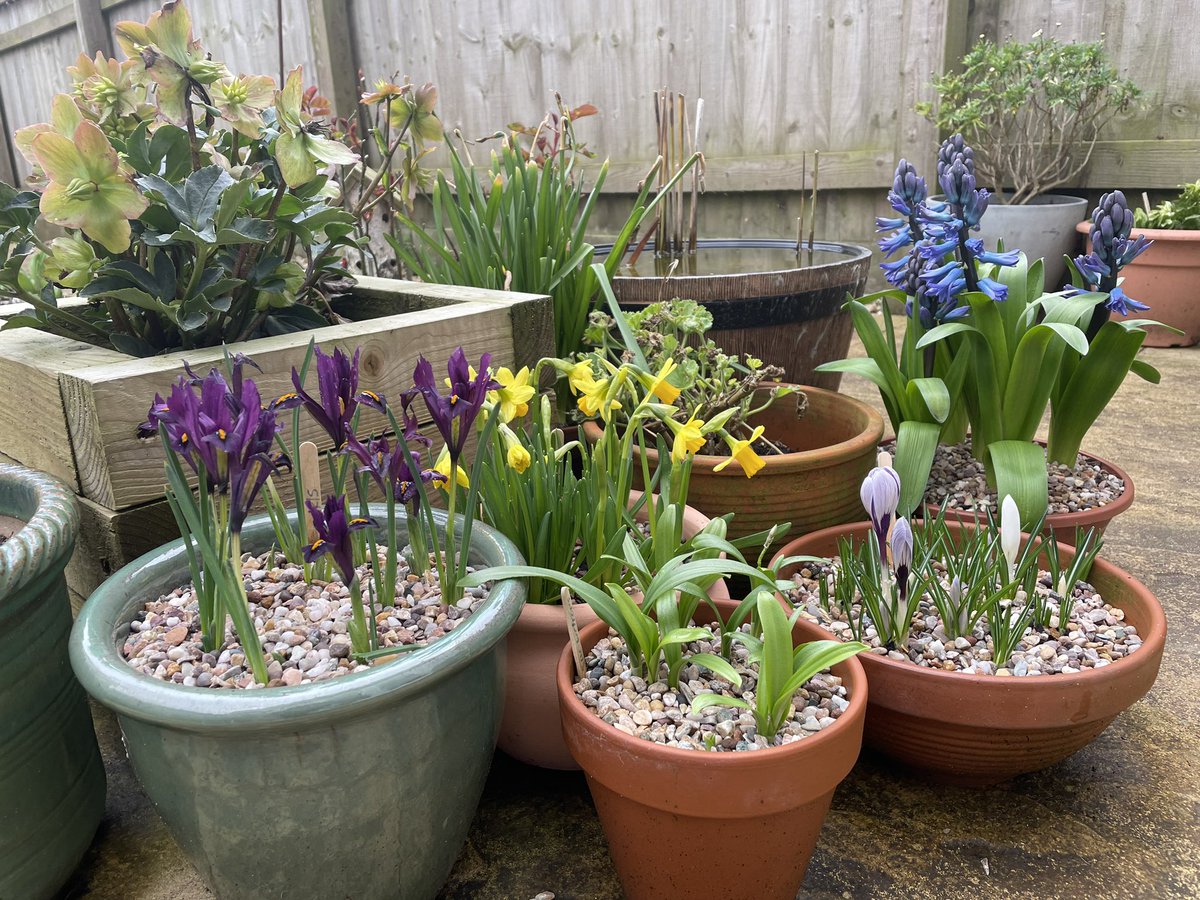 Thank goodness that <a href="/GWandShows/">BBC Gardeners World</a> is back: spring is here! I have tried to emulate <a href="/TheMontyDon/">Monty Don</a>’s spring bulb display - not quite there yet but I’ll keep trying.
