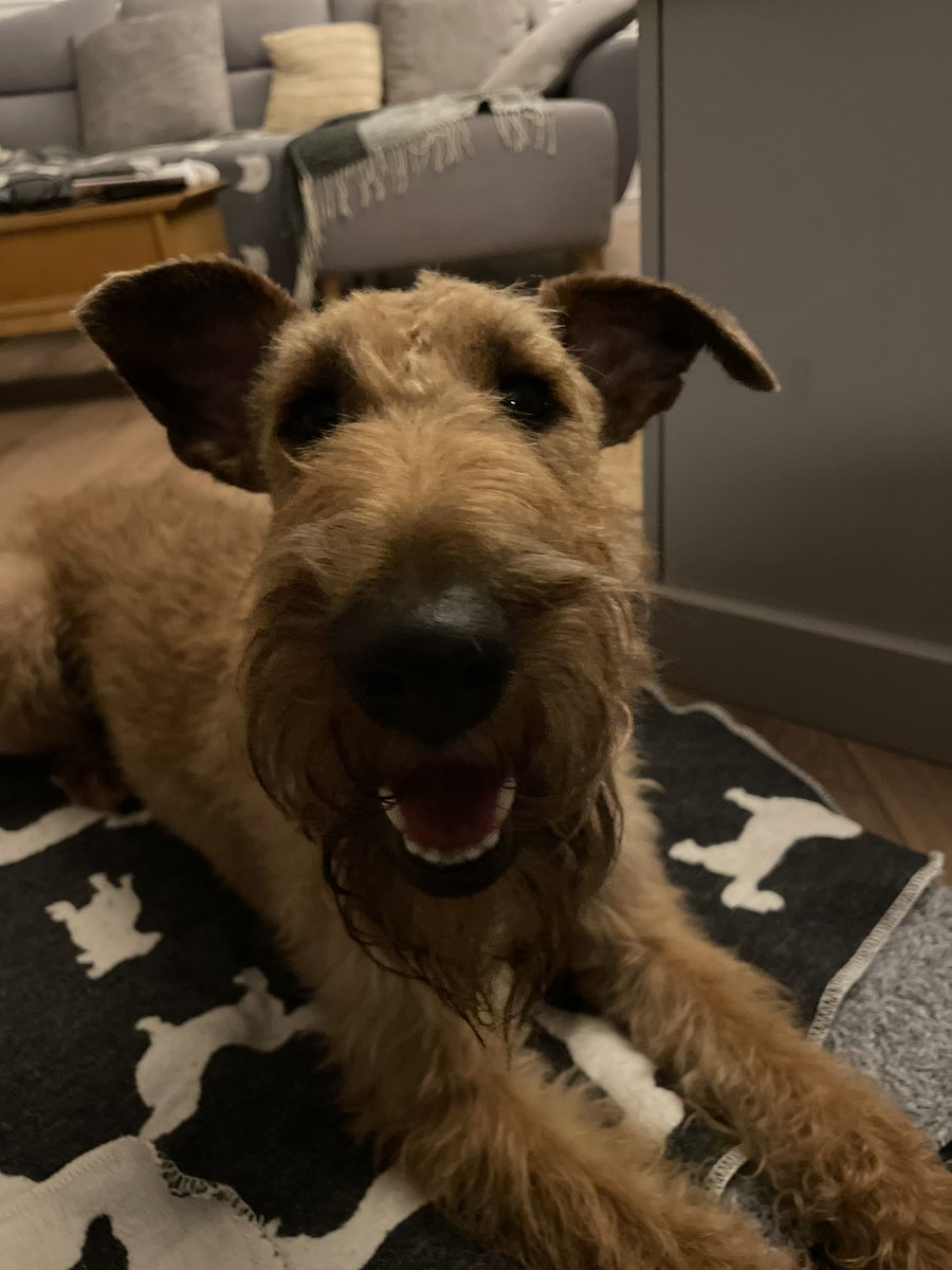 OlaKwiecien3's tweet photo. @odin_great @IrishTerrier @lizandairedales @DublinIrishPup @DigbyDog10 @wesley_terrier @dan_carmell @Canteenrun @PattyMo80244591 And an IT smile back at all the #ITCrew☘️ https://t.co/t5xUQGAEjR