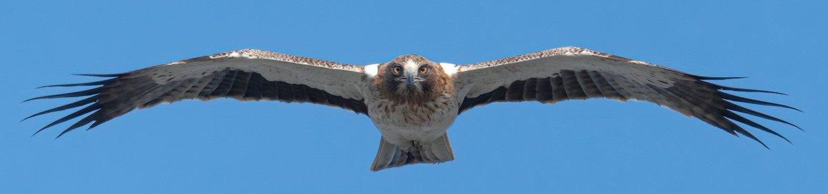 Booted eagle (Hieraaetus pennatus) head on stare (Gibraltar) #Gibraltar #BirdsSeenIn2023 @gonhsgib @BirdingRasta @GibraltarBirds @_BTO @ThinkingGreenGI @Natures_Voice #TwitterNatureCommunity @WildlifeMag @GibReserve #Birdmigation