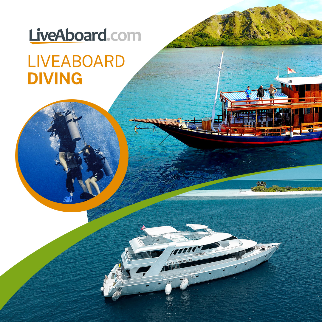 Find and Book Your Next Diving Trip!

Book Now: bit.ly/3ZWwXQI
