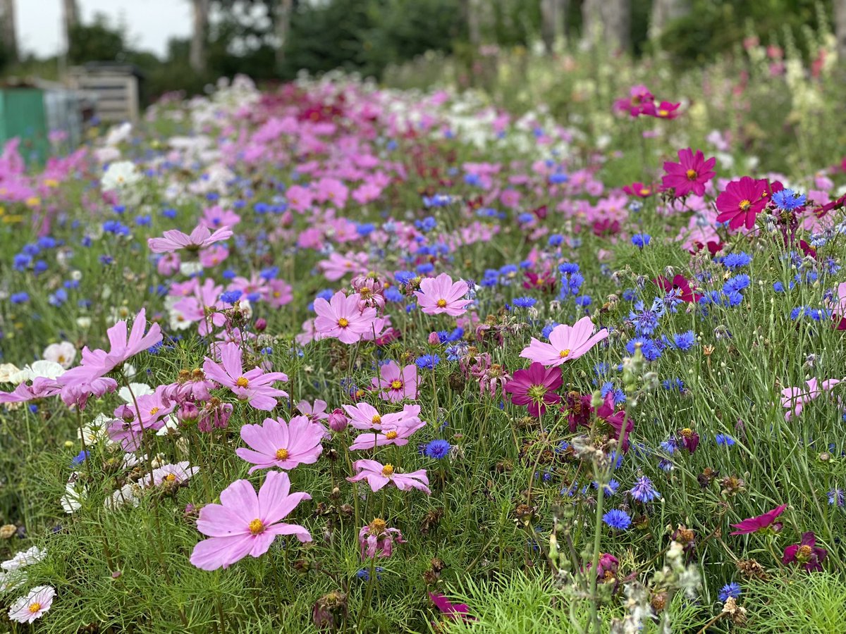 Great session in front of the Lords Select Committee with <a href="/CEMatterson/">Clare Matterson</a> on similar issues to what Adam Frost is talking about - pointed out 1500 wildflowers; RHS have 80,000 cultivars logged with possibly 400,000 in gardens (We know National Plant Collections have 90,000).
