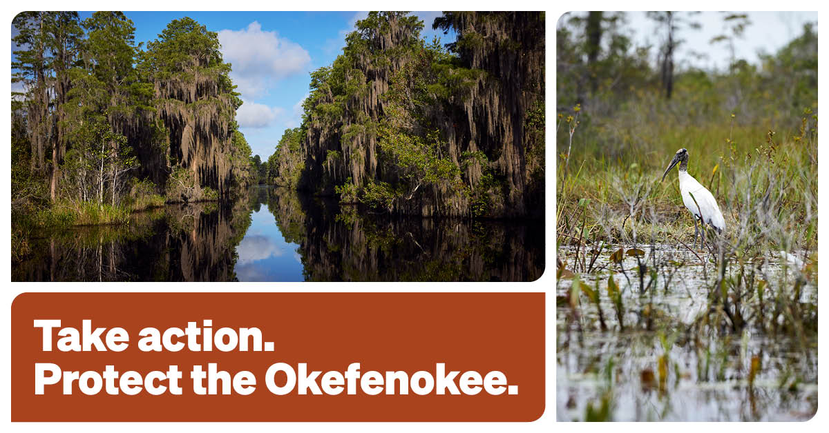 selc_org's tweet photo. 3 DAYS LEFT: Twin Pines has not and cannot show that its proposed mine will not harm the iconic Okefenokee Swamp. The Georgia Environmental Protection Division needs to hear from you before it’s too late. 

Act now: https://t.co/PVlaRGsa09 https://t.co/wDeNY3JTxd