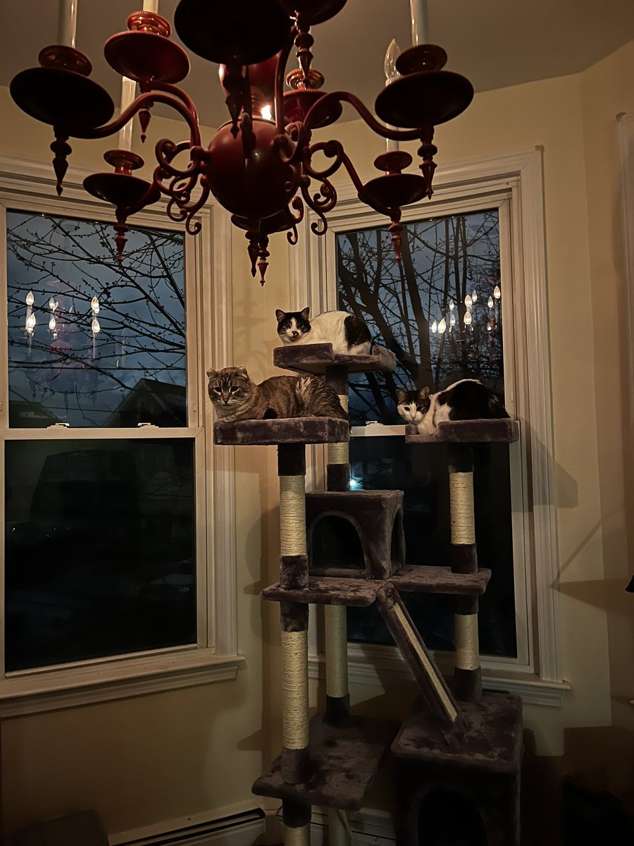 The hi cownsil wil see yuo nowe