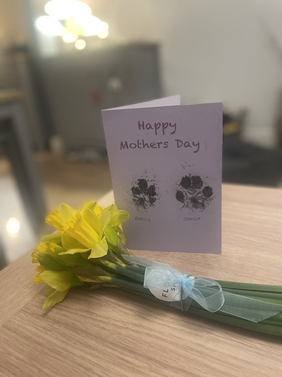 hammonster's tweet image. We have the best dog groomers! We made a card for mum with their help and got her daffodils for Mothers Day . We got treats! @jenny_bichon @OtisBichon @Monty_Bichon @WBichon @Daisy_Tait @Paw_Palace @OllyMister191 #MothersDay