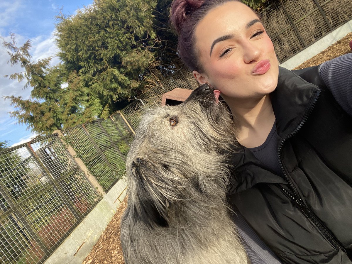 💛Brighter Days Rescue dogs💛 tweet media