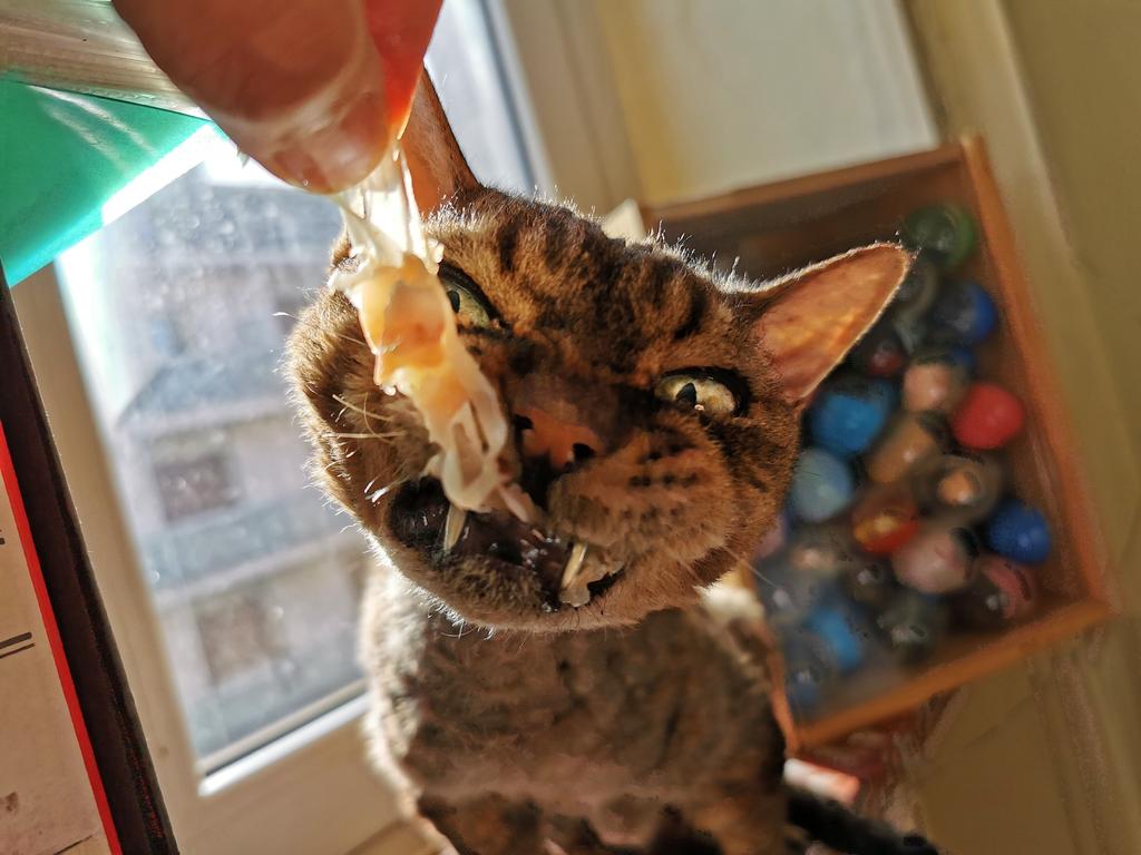 Ero convinto che oggi fosse la Giornata Mondiale del Prosciutto, invece era la 
#giornatamondialedelsonno
E vabbè 😺