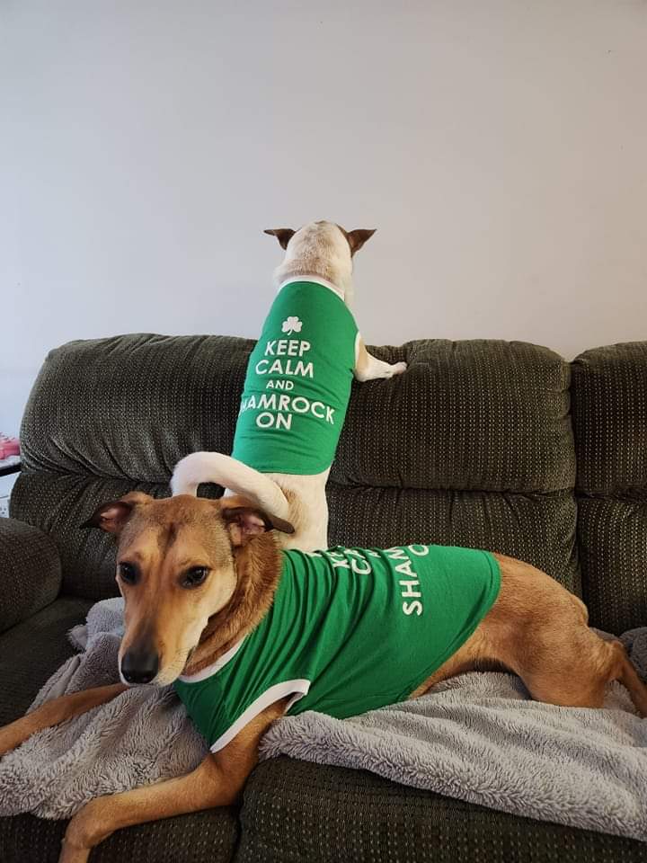 JCog88's tweet photo. Keep Calm & Shamrock On โ๏ธ
From the #DoggoCogs
Happy St Patrick's Day https://t.co/Rj22xcneaW