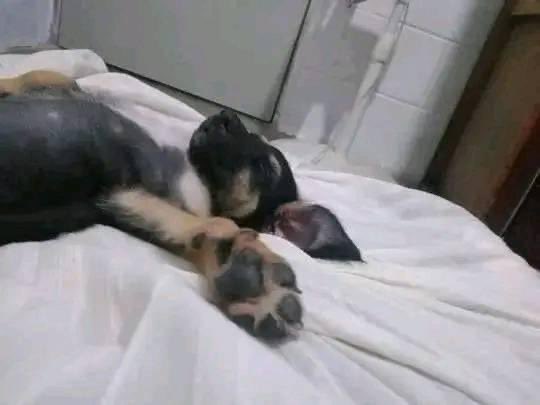 fervdzzz's tweet photo. yo: ya que llegue de la escuela haré tarea

yo después de llegar de la escuela: https://t.co/9VUvfHtHDF
