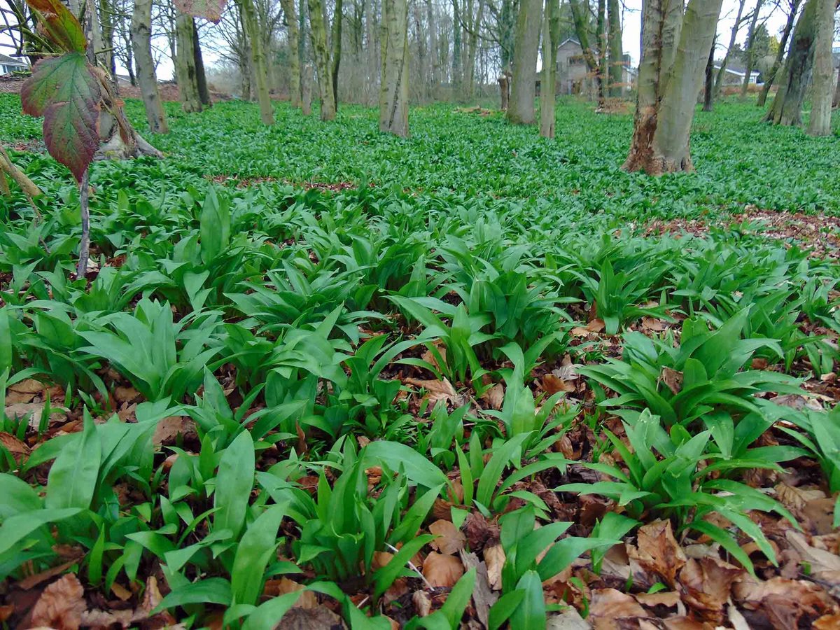 AnglingHall's tweet photo. We might have had a touch of snow recently, this day and the coming week are due to become very mild. The Daffodils are just about to bloom and the wild garlic is really greening-up. This forecast warm weather is also very conducive to a bit of #fishing - Get outdoors and Enjoy! https://t.co/glTcZkq1L0