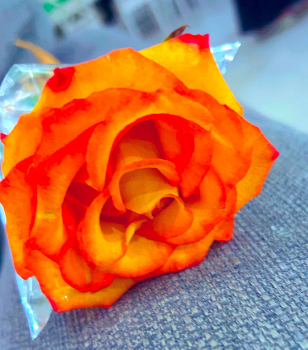 #مساء_الورد #مساء__الخير #رجعت_لكم_من_جديد #فقدتوني #تصويري #ورد 🌹🌹🌹