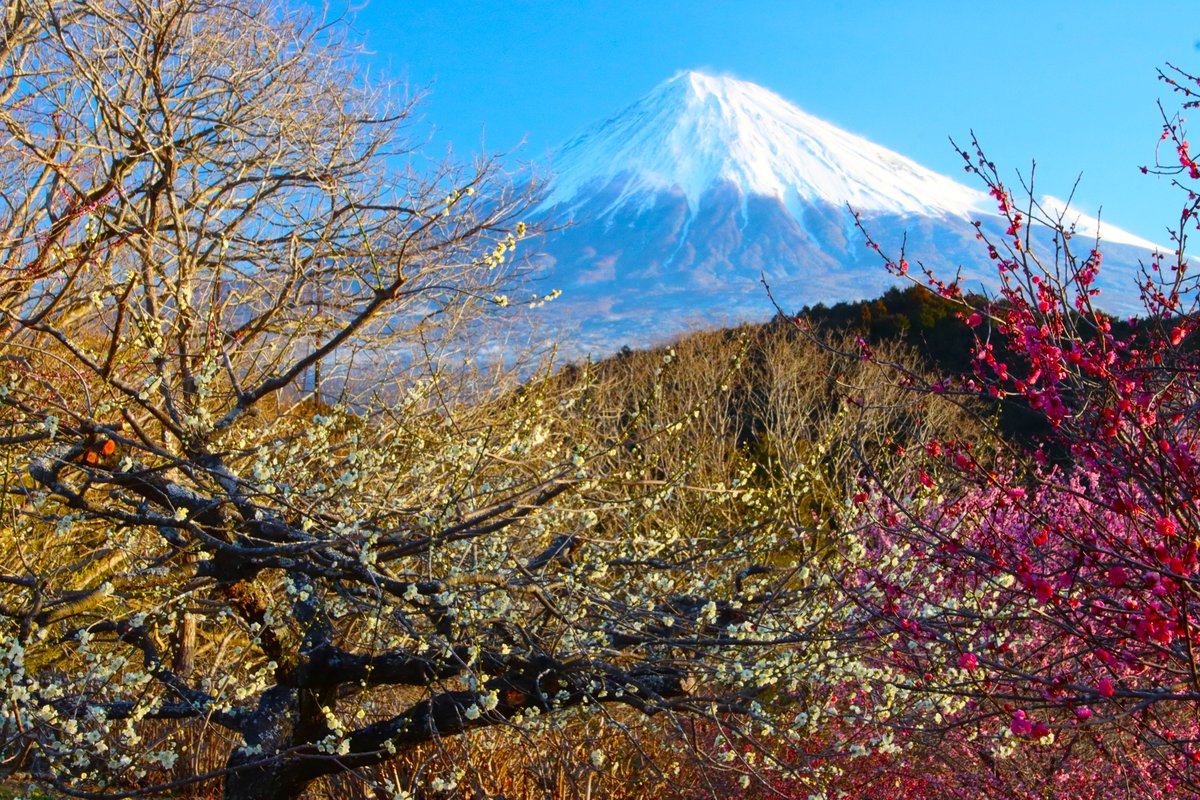 おはようございます 白梅と紅梅と富士山です そろそろ梅から桜へ主役が交代ですね