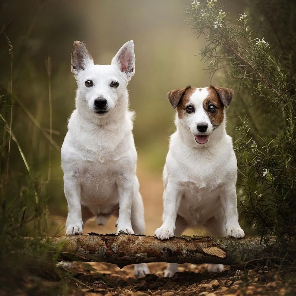 looknflow's tweet photo. Ruth estudió educación y en sus momentos libres se dedicaba a fotografiar perritos en protectoras para conseguirles casita ❤️⁣⁣
⁣
Así, poco a poco, voluntarios y otras personas le fueron pidiendo que hiciera fotos de sus mascotas... y llegó el moment… https://t.co/GbGN0zKFsh https://t.co/Ccbc46D0Nm