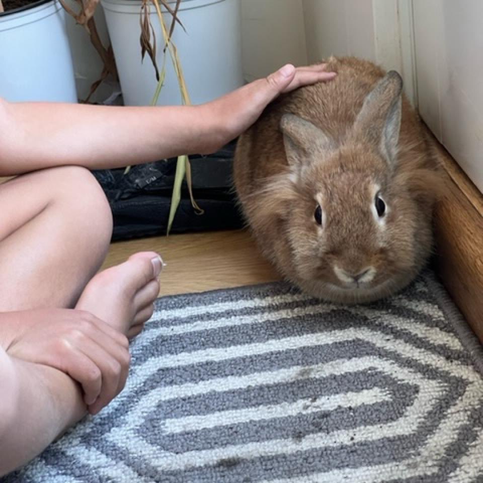 House Rabbit Society on Twitter "San Francisco Bay Area bunny lovers