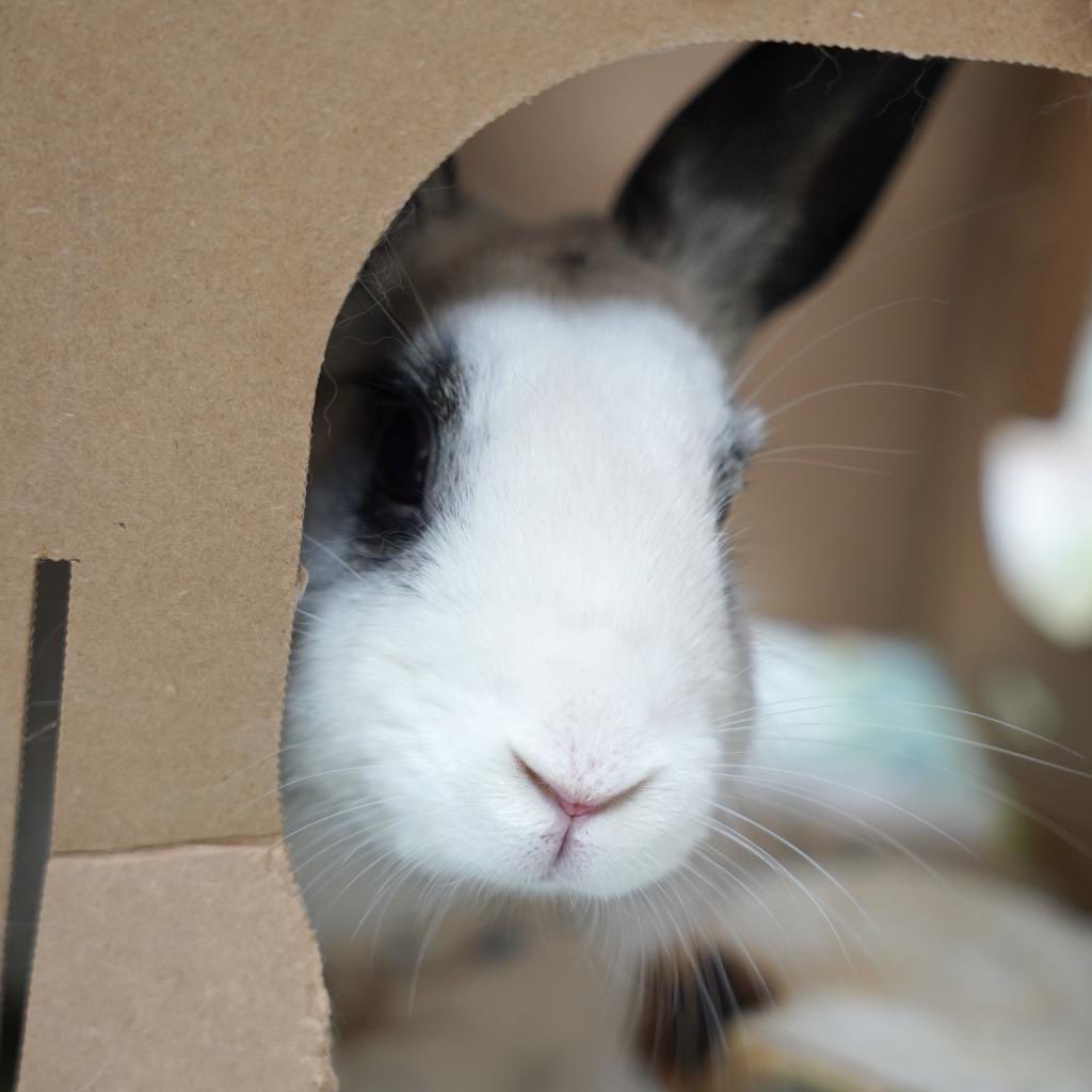 House Rabbit Society on Twitter "San Francisco Bay Area bunny lovers