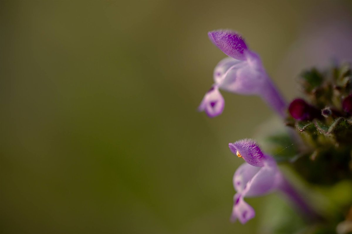 ArukasFoto's tweet photo. ホトケノザ?
#α900
#A900
#マイタムロンレンズ
#タムキュー
#F017 S
#マクロ
#花
#macro
#flower
#flowers
#flower_beauty_pics
#flower_beauties
#japancamera_photo https://t.co/PuuZUMAukN