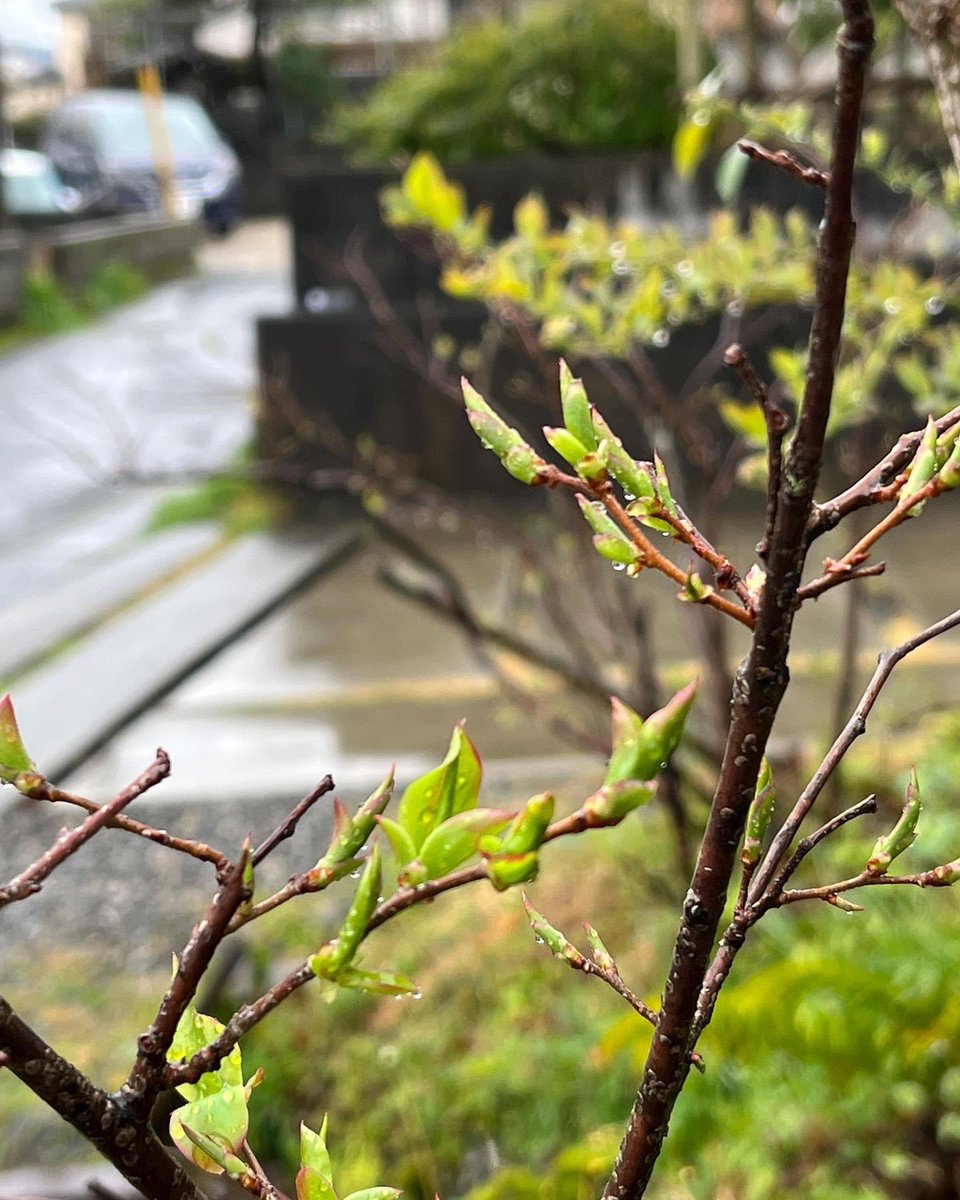 今日の三島は雨模様ですが、春の準備が着々と進んでいます。
コーヒーと共に良い週末をお過ごしください。