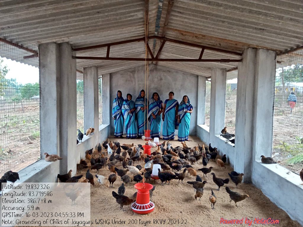 OvsaKandhamal's tweet photo. Verification of different broiler and layar units of Kotagard block under #Stateplan of #Animal_Resource_Development_Dept. @CMO_Odisha @DMKandhamal @farddept @mission_shakti @rajaaswain @scstrti @SecyChief @MoSarkar5T @dahvsodisha https://t.co/GC8BTN3zMS
