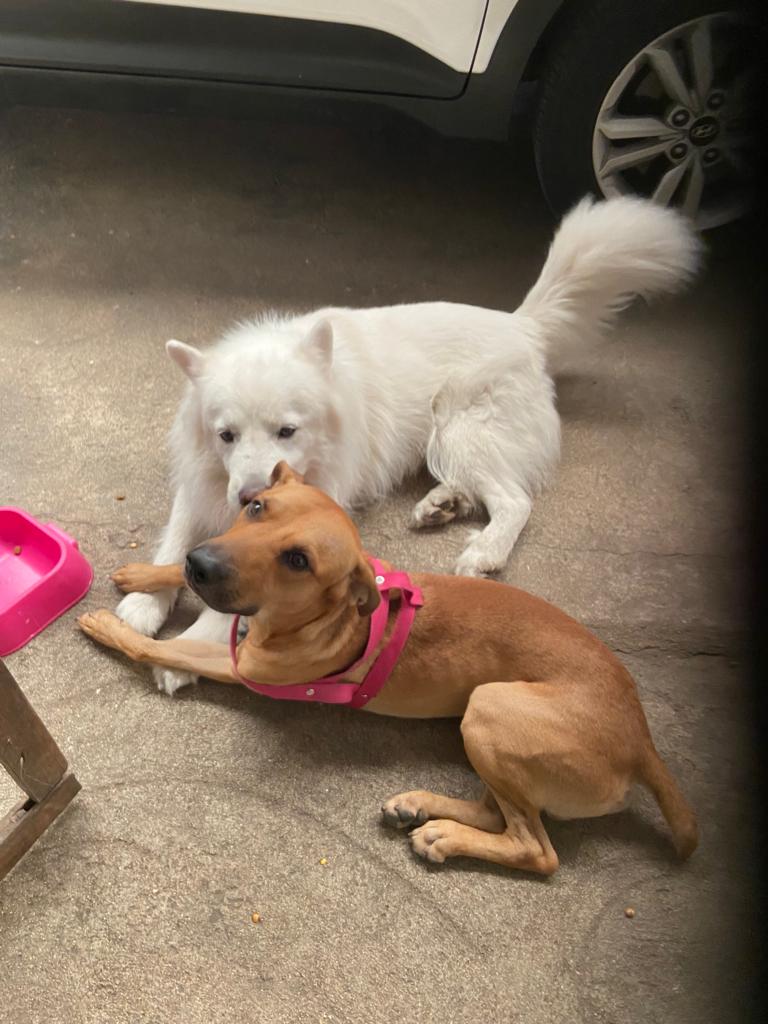 StefyGiPi's tweet photo. Mi hermana se pone celosa de mi por ser la favorita de mi mamá y yo me pongo celosa de sus perros por qué los ama más que a mi, enfin es un círculo vicioso de celos y para colmo su fondo de pantalla es este ... https://t.co/gOHehin1WM