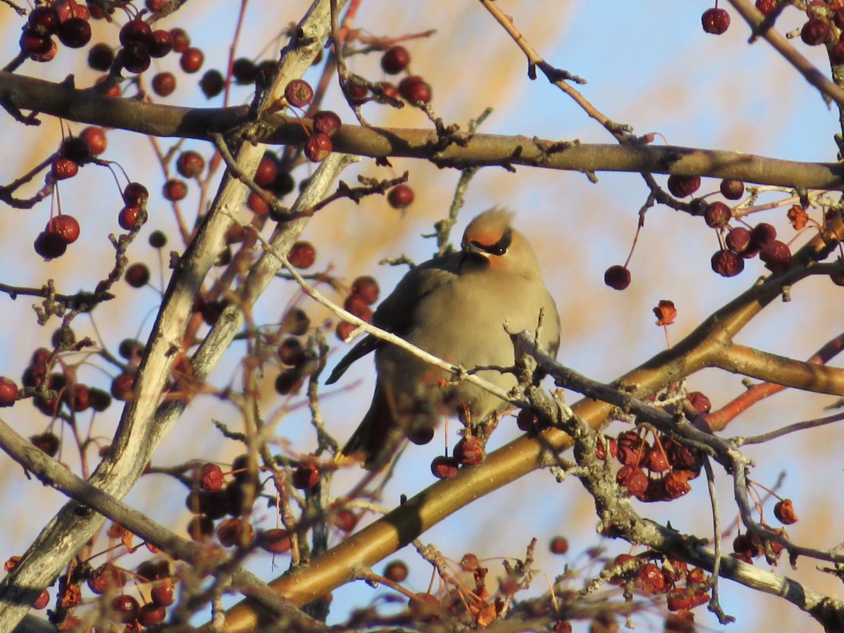 _crockpot's tweet photo. Winter ecology https://t.co/VMYOqLWrCL