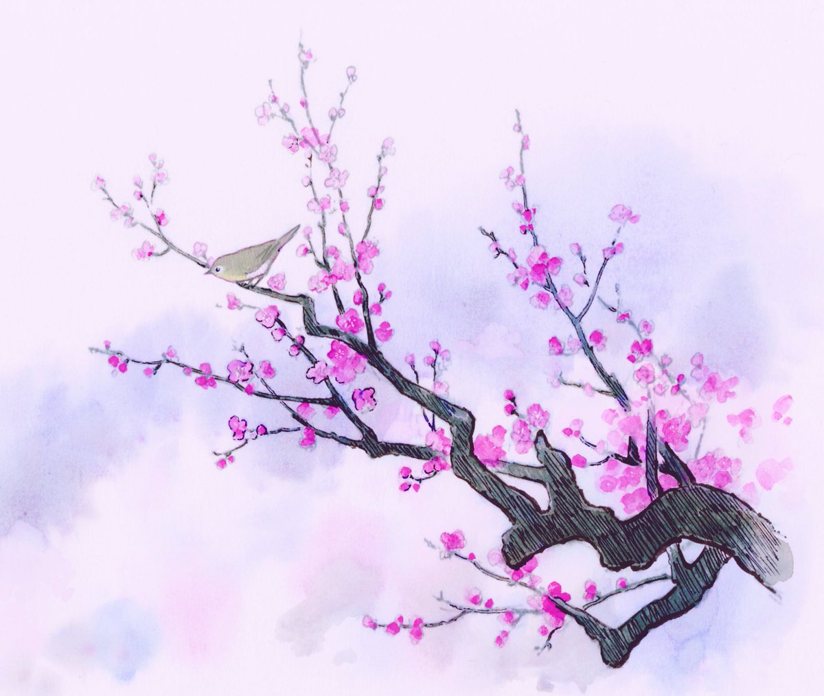 no humans branch cherry blossoms bird flower tree traditional media  illustration images