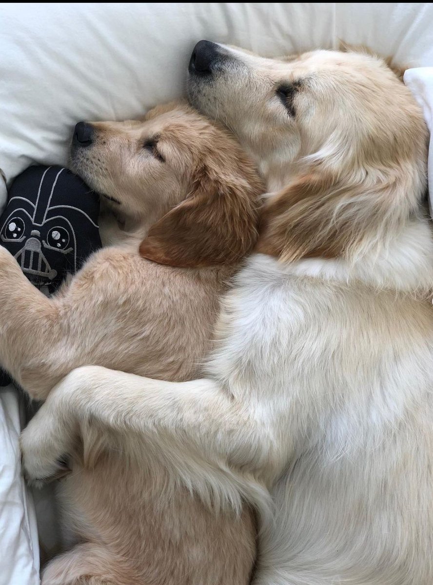 Good evening from Golden Retriever Channel. On #WorldSleepDay their watchword is cuddly. Consistent sleep gives you superpowers too.    Really... 
Snoozles💤😴😴💤💫

 (Kylo_and_Vader IG) #cutenessOVERLOAD 
#teaminfinit Learn more about sleep 👇 nhlbi.nih.gov/health/sleep/w……