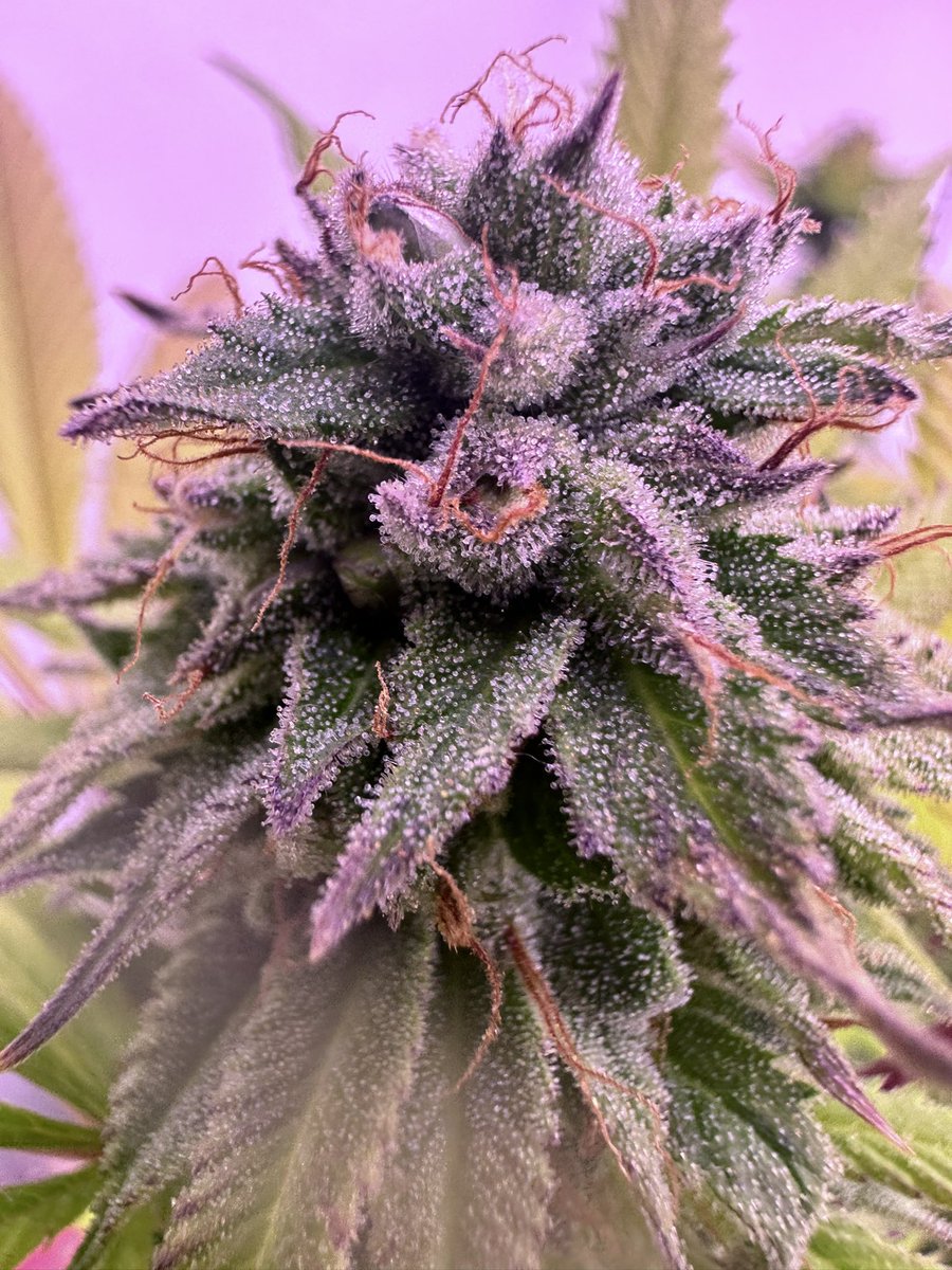Blac cherry x watermelon skittlez x ( face on fire )