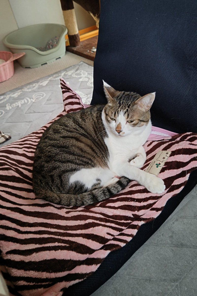 こんにちは今日の猪苗代雪❄ですね頑張って家帰りますよ今日も宜しくお願いします