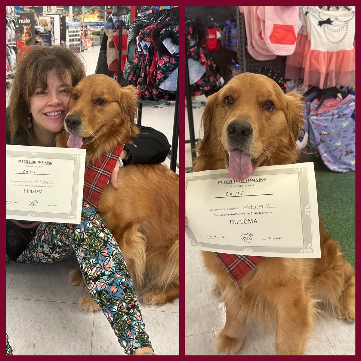 LAStewartTweets's tweet image. It’s graduation day for Calli! She received her positive dog training diploma and is now halfway to receiving her #GoodCitizenCertification. 💯 
#PawsforKindness #MIC2BK #servicedog