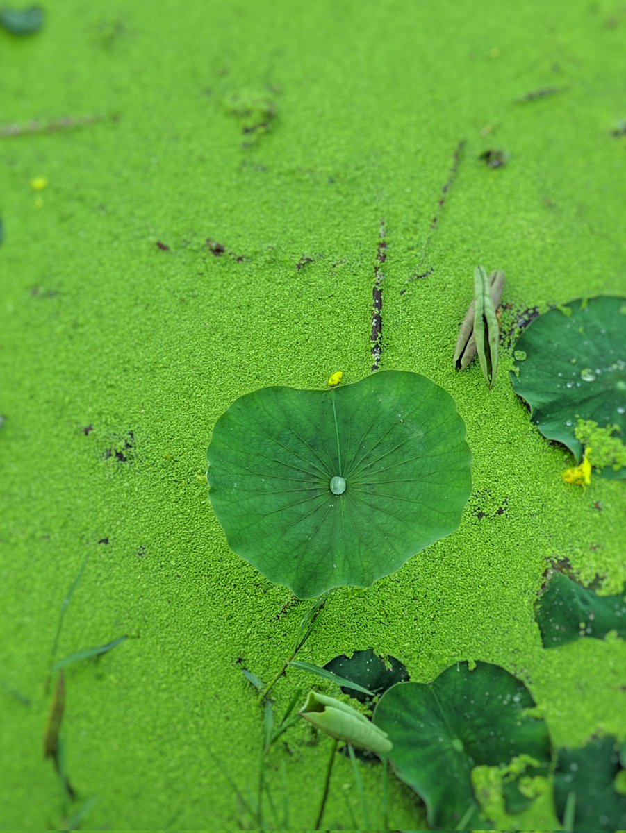 karundeepu's tweet image. Here it is....
#StPatricksDay
#ShotOnSnapdragon with #OnePlus6T