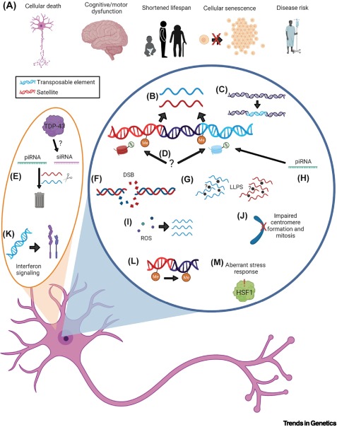Repetitive elements in aging and neurodegeneration, it was a pleasure to write this review with Katie Copley for <a href="/TrendsGenetics/">Trends in Genetics</a>: sciencedirect.com/science/articl…