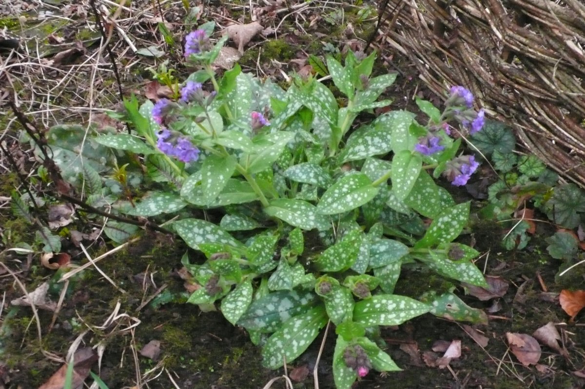 Another good seedling Pulmonaria in the garden, this is a form of P saccharata with oval leaves and splashes of white rather than spots
#ShadePlants #SpringFlowers #Pollinators #WildlifeGarden #OpenGarden #YorkshireGardeh